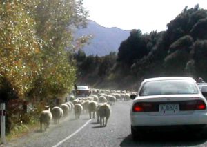 NEW ZEALAND Milford Sound road sheep jam