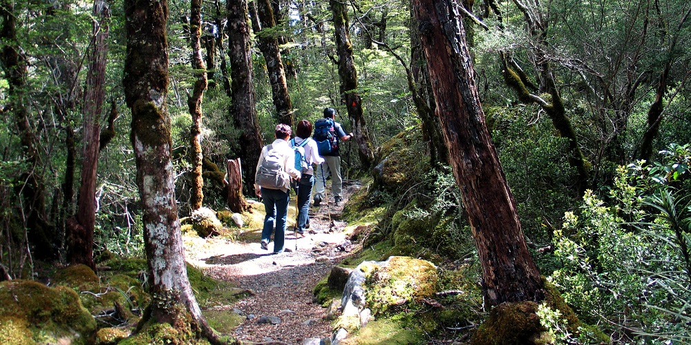 FT New Zealand forest tourism photo