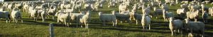 NEW ZEALAND Sheep fields 4