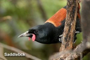 NEW ZEALAND bird Saddleback tiritiri